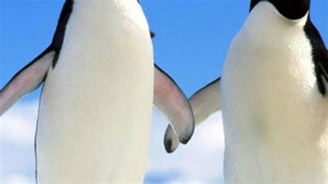 A­n­t­a­r­k­t­i­k­a­­d­a­k­i­ ­b­u­z­l­a­r­ ­e­r­i­y­i­n­c­e­ ­p­e­n­g­u­e­n­l­e­r­ ­m­u­t­l­u­ ­o­l­u­y­o­r­